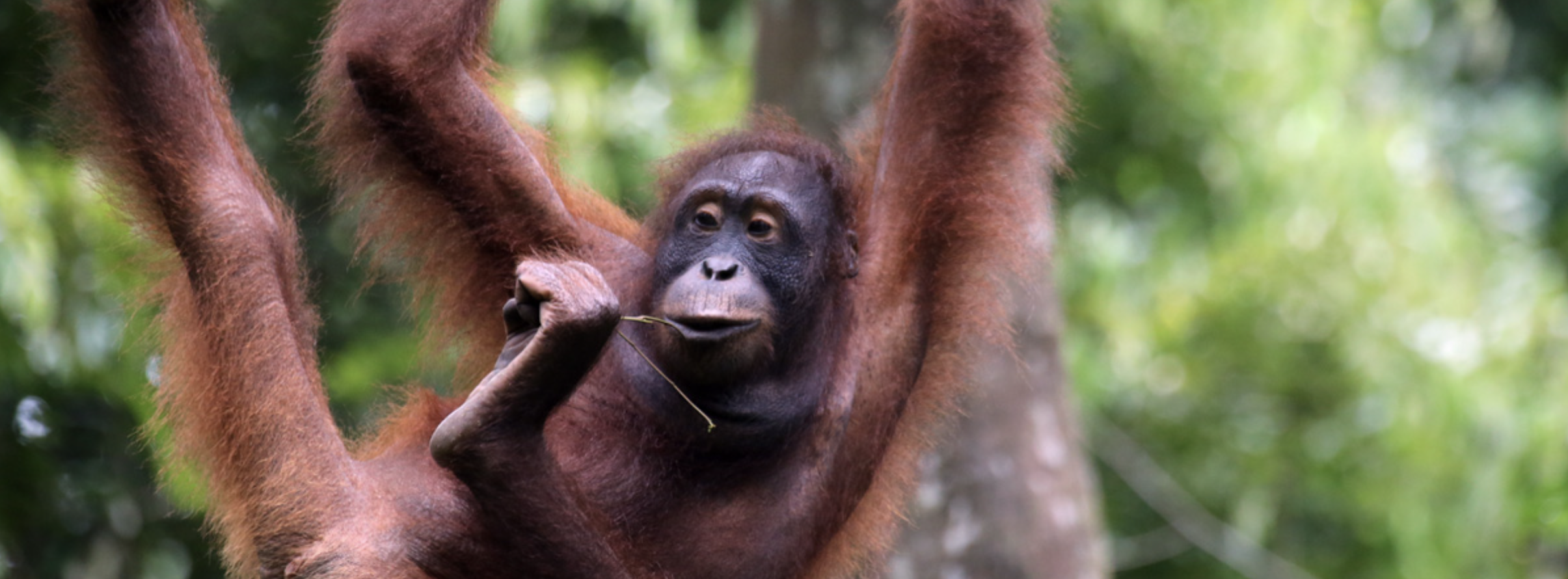 Borneo orangutan at Sepilok Rehabilitation Center in Sabah, Borneo. Image by Rhett A. Butler.
