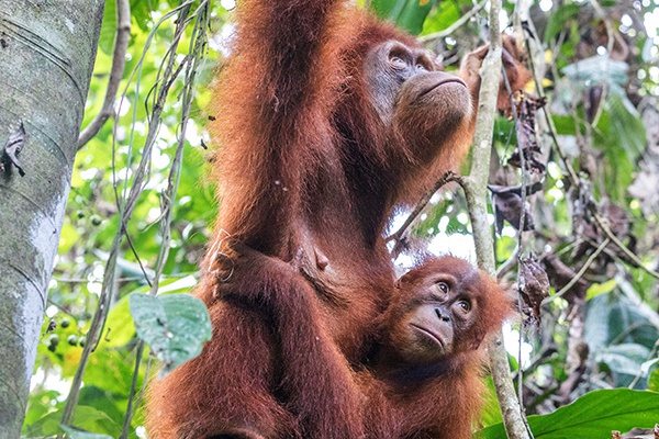 Babies like Sule need their mothers