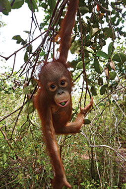 Infant orangutan eating